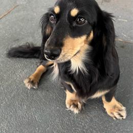 Emma - Dachshund