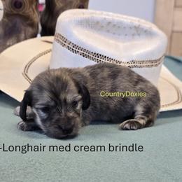 Boy 4 - Brindle male Dachshund puppy in Cedar City, Utah from Country Doxies