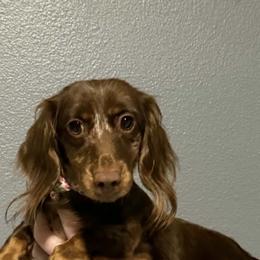 Emerald - Dapple female Dachshund puppy in St. Cloud, Florida from White Oak Kennels