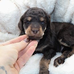 Snickers - Phantom male Poodle puppy in Mount Sterling, Kentucky from Curly Country Poodles