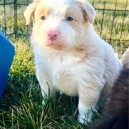 Gold Girl 2 - White and gold female Border Collie puppy in Powell Butte, Oregon from Cascades Border Collies