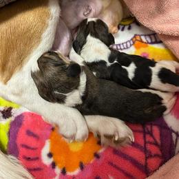 Girl 1 - Black tan and white female Beagle puppy in Needville, Texas from Rancho Robles Kennels