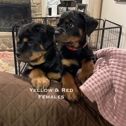 Rottweiler Puppies from Lucky Rose Ranch