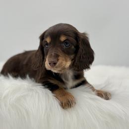 Vinny - Chocolate and tan male Dachshund puppy in Litchfield, Illinois from Charmm Dachshunds