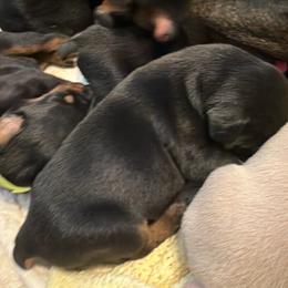 Red - Black and rust male Doberman Pinscher puppy in Buffalo, New York from NY Dobermans
