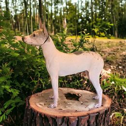Elvira - American Hairless Terrier