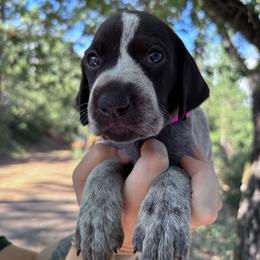 Paprika - hot pink collar - Liver roan female German Shorthaired Pointer puppy in Mokelumne Hill, California from Underhill GSP