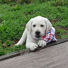 Labrador Retriever Puppies from Hilsabeck Labs