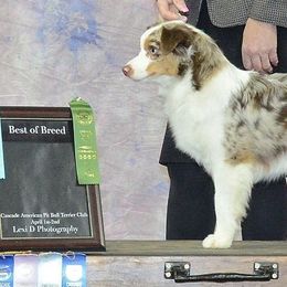 Toy Australian Shepherd puppies from Willow Lane Ranch