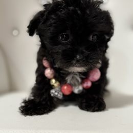 Pumpkin spice (reserved )going to Louisiana - Black female Yorkipoo puppy in Fredericktown, Missouri from Doodle Pups Fur-Ever