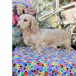 Trip - Cream male Dachshund puppy in Coulterville, California from Critter Ridge mini long hair Dachshunds