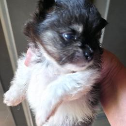 Tri boy 1 - Tri-colored male Pomeranian puppy in Carrollton, Georgia from B AND R'S POMERANIAN'S