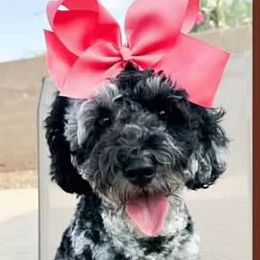 Willow - Goldendoodle