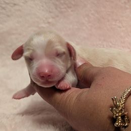 Boy 2 - Piebald male Dachshund puppy in Battle Ground, Washington from Ferguson's Bulldogs