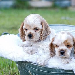 Cocker Spaniels from Kanati' Cocker Spaniels