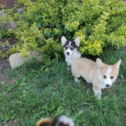 Pembroke Welsh Corgi Puppies from Cedar Springs Corgis