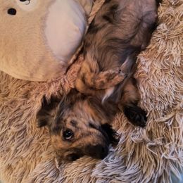 Dachshund Puppies from BleuBayou Dachshunds