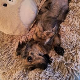 Dachshund Puppies from BleuBayou Dachshunds