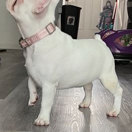 French Bulldog, Poodle, and Yorkshire Terrier All Grown Up from Taste Of Flavor LLC