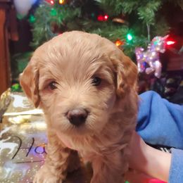Aussiedoodle and Bernedoodle Puppies from Color Country Doodles