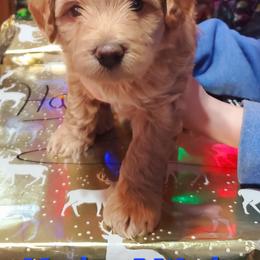 Aussiedoodle and Bernedoodle Puppies from Color Country Doodles