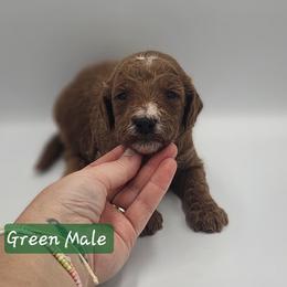 Green Male - Red  male Goldendoodle puppy in Mocksville, North Carolina from Hunting Creek Farm & Kennel