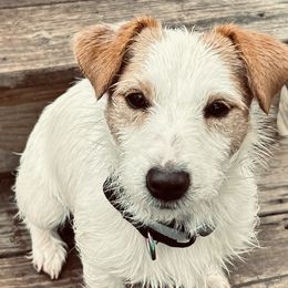 Russell Terriers from ZimBogWay Acres