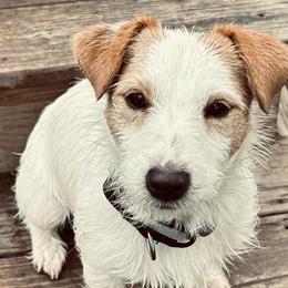 Russell Terriers from ZimBogWay Acres