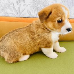 Flynn (Cooper) - Red male Pembroke Welsh Corgi puppy in Aumsville, Oregon from West Coast Corgi