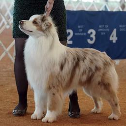 Tater - Australian Shepherd
