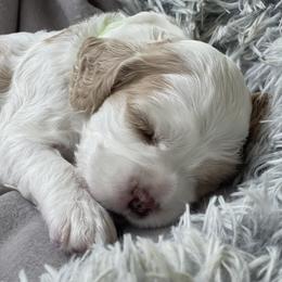 Boy 2 green collar - Buff and white Cocker Spaniel puppy in Columbia, South Carolina from Monticello Cocker Spaniels