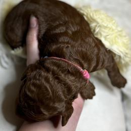 Rosemary - Red  female Poodle puppy in Jensen Beach, Florida from Pineapple Poodles
