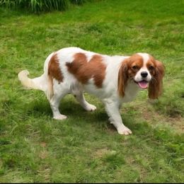 Lucky - Cavalier King Charles Spaniel