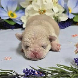 Chinchilla Boy (red toe) - Cream male Pug puppy in Tulsa, Oklahoma from Locust Creek Pugs