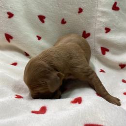 Mabel - Dark golden female Golden Retriever puppy in Stigler, Oklahoma from Red MAX Golden Retrievers