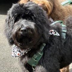 Michael Jordan - Black Barbet puppy in New Bedford, Massachusetts from Barbie's Barbets