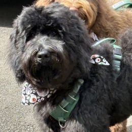 Michael Jordan - Black Barbet puppy in New Bedford, Massachusetts from Barbie's Barbets