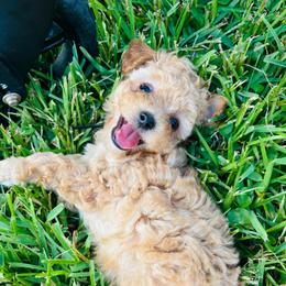 Kai - Red  male Poodle puppy in Wharton, Texas from In the Red Poodles