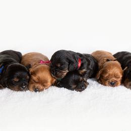 Brittany and Cavalier King Charles Spaniel Puppies from Katy Cavaliers & Barefoot Days Brittanys