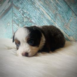 Rex - male Miniature Australian Shepherd puppy in Opelika, Alabama from Haden’s Mini Aussies