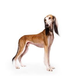 Saluki All Grown Up from Hayat Salukis