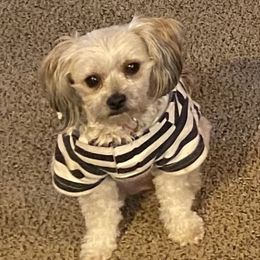 Ginger - Shihpoo