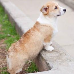 Pembroke Welsh Corgi Puppies from Rollnoaks & Cottontail AKC Pembroke Welsh Corgis