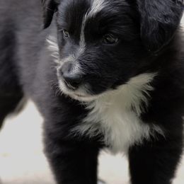 Border Collies from Ouachita Border Collies