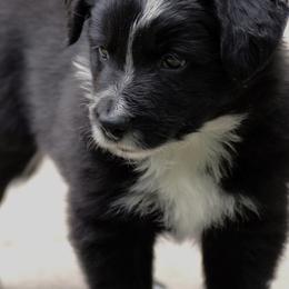 Border Collies from Ouachita Border Collies