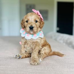 Dolly - Apricot female Goldendoodle puppy in Sterling, Illinois from Charley's Goldendoodles