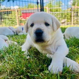 Labrador Retriever Puppies from Snowpeak English Labradors