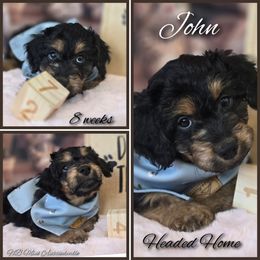 John - Black tri-color male Aussiedoodle puppy in Prescott Valley, Arizona from Ramirez Family Doodles