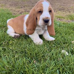 Blue boy - Red and white male Basset Hound puppy in Conway, Missouri from Ozark Mountain Kennel
