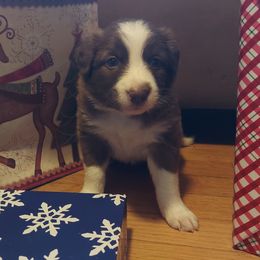 Dancer- Pink Collar - Red Border Collie puppy in Locust Grove, Virginia from Valkyrie Ranch Border Collies